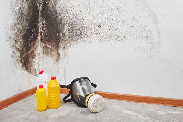 Best Residential Mold Removal  in Parma, OH