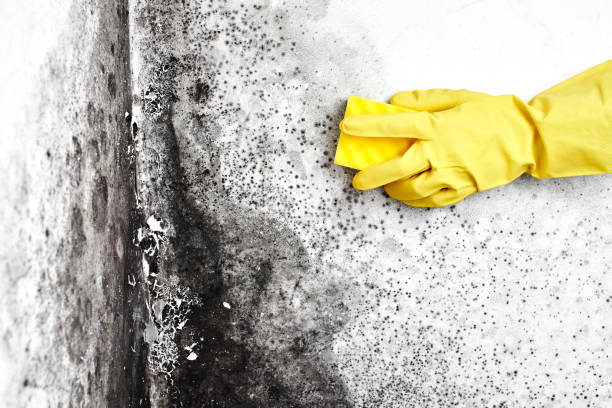 Best Black Mold Removal  in Parma, OH