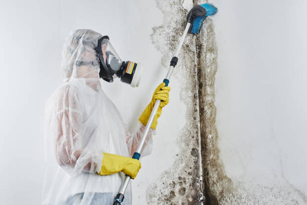 Best Mold Remediation  in Parma, OH