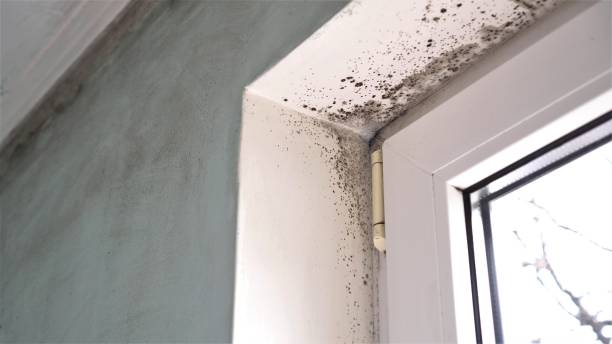 Best Mold Testing  in Parma, OH