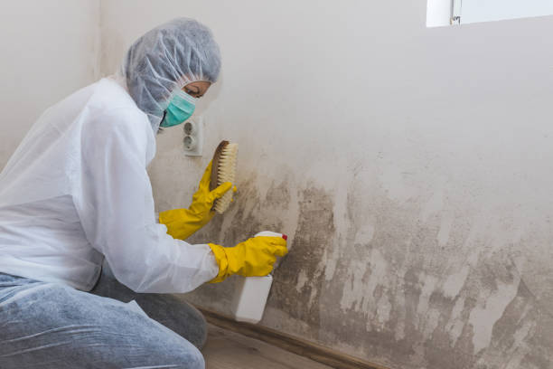 Best Mold Damage Repair  in Parma, OH