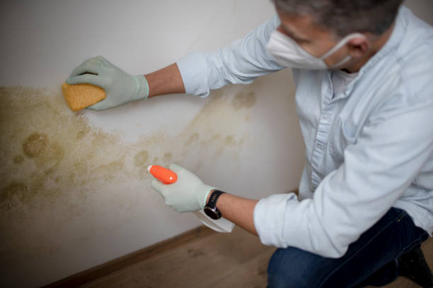 Best Mold Inspection  in Parma, OH