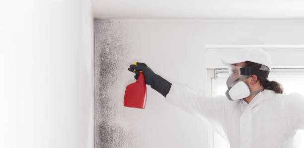 Best Certified Mold Removal  in Parma, OH