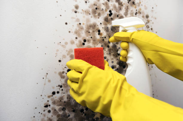 Best Mold Damage Repair  in Parma, OH