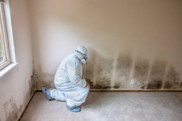 Professional Mold Removal in Parma, OH