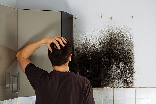 Best Residential Mold Removal  in Parma, OH