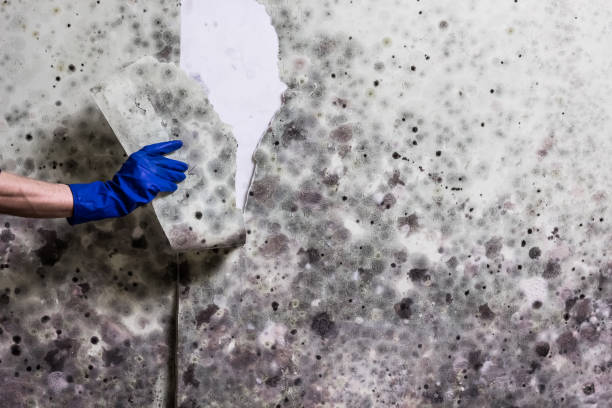Best Mold Removal Company Near Me  in Parma, OH