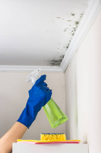 Best Certified Mold Removal  in Parma, OH